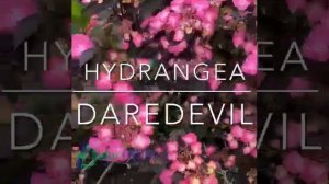 Hydrangea serrata Daredevil