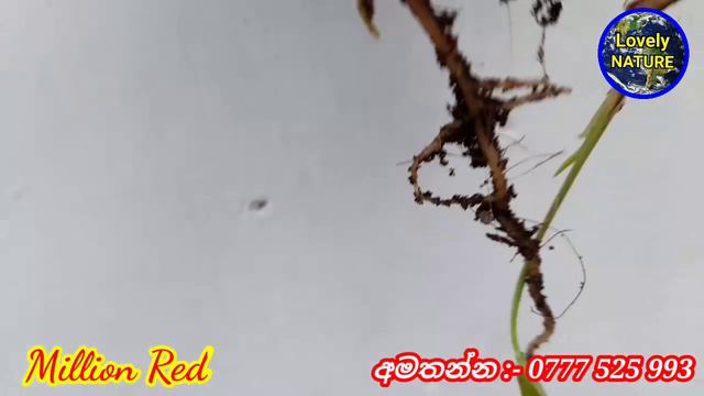 Million Red  බනකක ඇනතරයම වරගය  Lovely NATURE