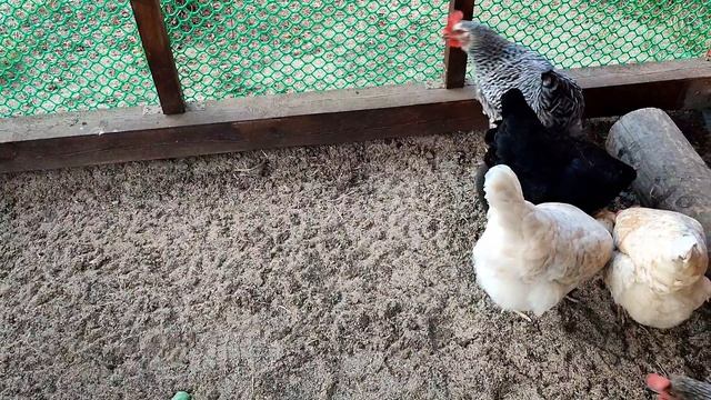 Пробуем новую дверь для курятника