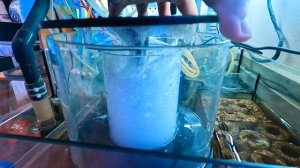 Скиммер Black Reef s180