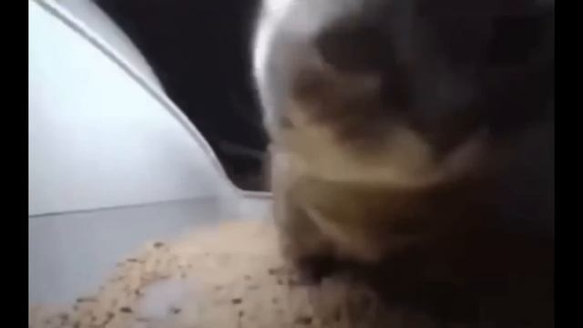 chipi chipi chapa chapa dubi dubi daba daba (slowed and reverb) смотреть онлайн