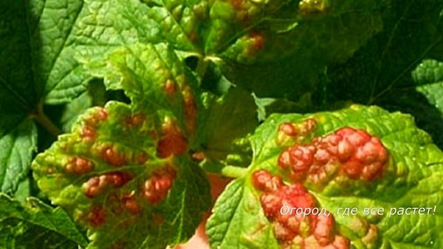 168. СМОРОДИНА. Весенняя защита от болезней и вредителей, подкормки.