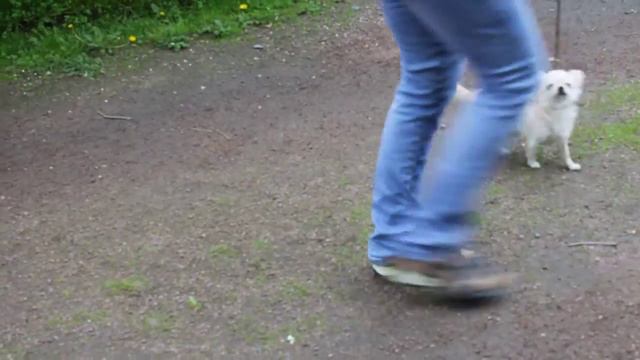 Мальчик чихуахуа смотреть онлайн