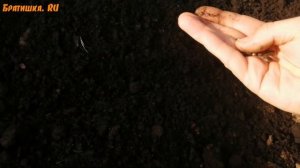 Подсолнечник. Выращивание из семян, посадка и уход. Наш эксперимент в рубрике "Дачный визит".