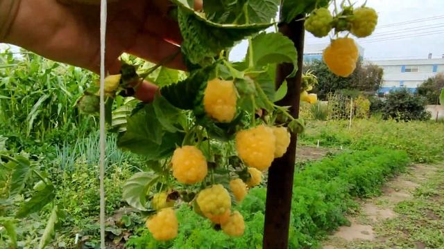 ?МАЛИНА ЗЮГАНА КРАСНАЯ И ЖЕЛТАЯ. ОСЕННИЙ УРОЖАЙ. ОБЗОР смотреть онлайн