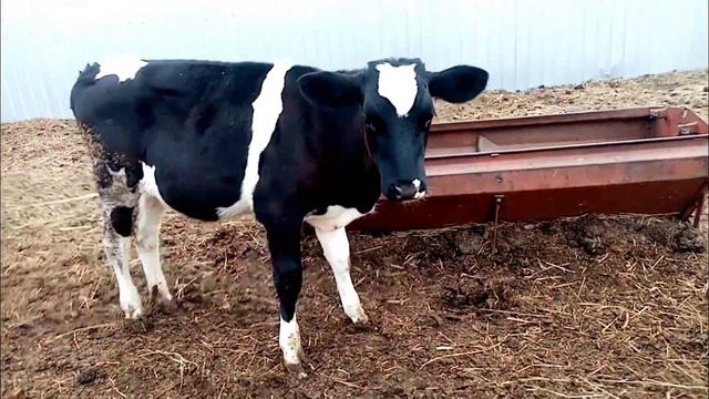 Победа и Добрыня подросли, а с ними и козёл который не знает о том что он козёл 🤣 смотреть онлайн