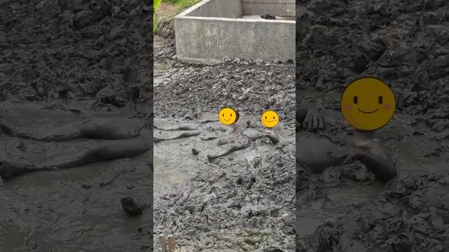 Как правильно валяться в грязи . How to wallow in the mud properly