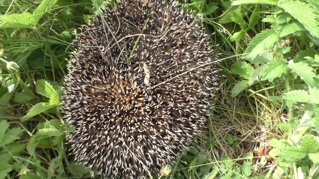 ВОРОНЕЖСКИЕ ОПЯТА /28 мая 2023 г смотреть онлайн