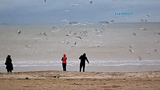 Starving seagulls. Крики голодных чаек смотреть онлайн