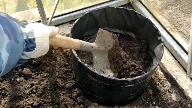 Выращивание ОГУРЦОВ в ТЕПЛИЦЕ с помощью каркасных КАШПО и УКРЫТИЙ. Часть первая. ПОСАДКА. Май 2022.