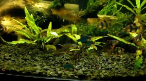 Барбусы убили последнюю креветку ((((((((((((((((