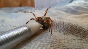 Укус крестовика