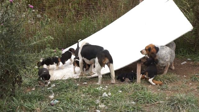 FUNNY!! Tiny little tornadoes! Mini/Pocket Beagles from Angel. смотреть онлайн