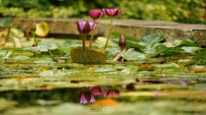 Абрахам Хикс – Находите лучшее в любой ситуации – Эстер Хикс