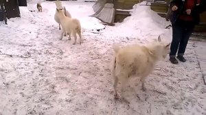 КОЗЕЛ ТАНЦУЕТ!