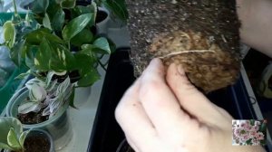 КОМНАТНЫЕ ЦВЕТЫ.ФИКУСЫ,ПЕРЕСАДКА.