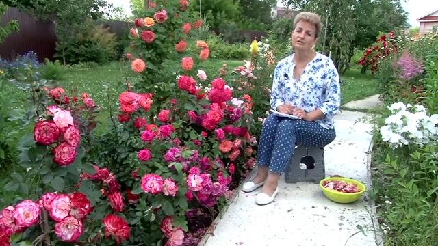 Мои самые надёжные розы. Сезон 2020. смотреть онлайн