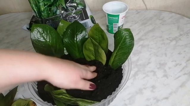 Замиокулькас//Размножение смотреть онлайн