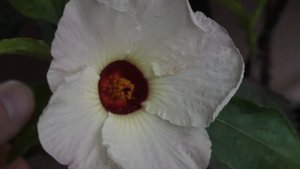 Каркаде (гибискус суданский или суданская роза или розелла) в горшке / Hibiscus sabdariffa in pot