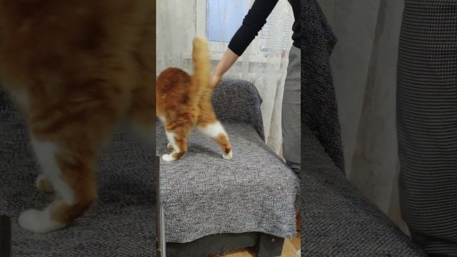 Попытки дрессировки кота)))#рыжийкот #дрессировка #умныйкот