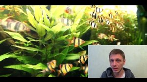 СУМАТРАНСКИЙ БАРБУС!!!