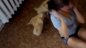 Cute Girl Attaked by Puppies