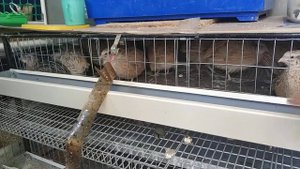 Содержание перепелов на опилках .? Наш перепелятник )