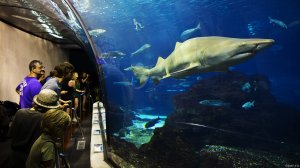 Это стоит посмотреть! Когалымский океанариум