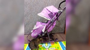 ТОП—7. Лучшие санки-коляски. Рейтинг 2022 года!