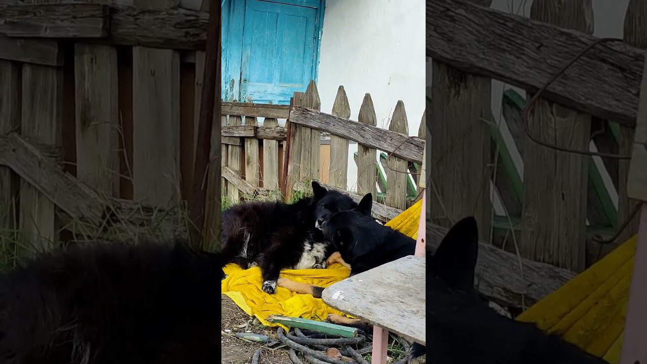 а может это любовь? #моипитомцы #виделивидео #моясобака #doglover #собакабарабака #собакацеловака