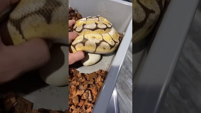 PULLING EGGS FROM A BALL PYTHON