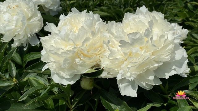 Махровые пионы ANTEY и BROTHER CHUCK / Сад Ворошиловой смотреть онлайн