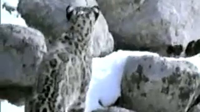 Der Schneeirbis (Снежный Барс) смотреть онлайн