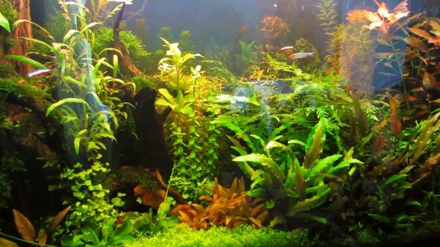 УДО в аквариум Самомес (Вырисовываются первые цифры) смотреть онлайн