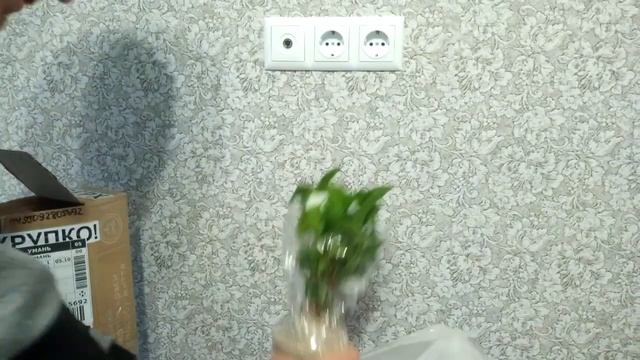 Распаковка чая. Получил саженцы камелии чайной (Caméllia sinénsis) смотреть онлайн