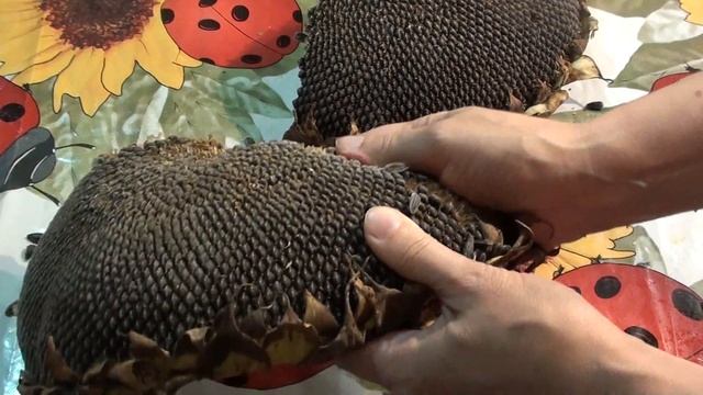 Как почистить подсолнух. Домашние заготовки. Семейный влог. смотреть онлайн