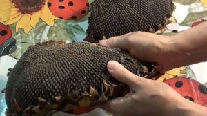 Как почистить подсолнух. Домашние заготовки. Семейный влог.