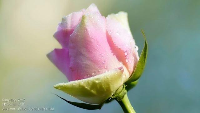 Sony A7 Mark III Sample Images | Sony A7 Mark III Photography смотреть онлайн