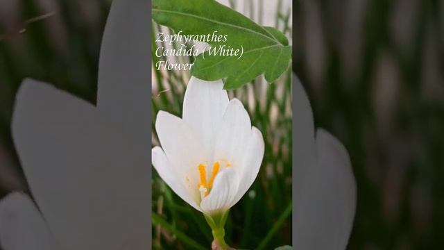 Zephyranthes Candida (White) Flower in my home's terrace garden । #Flower । #Garden