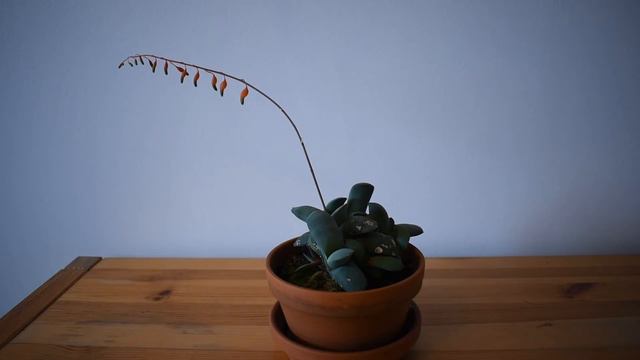 Gasteria glomerata in bloom смотреть онлайн
