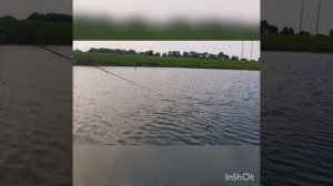 Undiscovered Hidden Treasure 🐟🎣 Wild Pond Fishing. Ireland. Рыбалка в Ирландии, дикий пруд-лужа