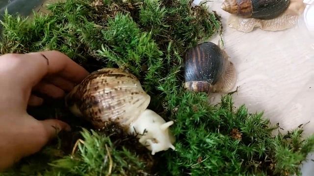 Уборка у улиток . переселение иммакулят . егрегии и сутуралисы смотреть онлайн