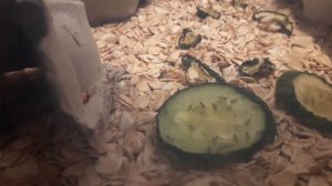 КАК РАЗВОДИТЬ СВЕРЧКОВ от яйца до имаго