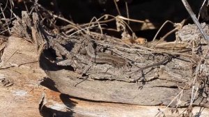 Ящерица прыткая - Lacerta agilis