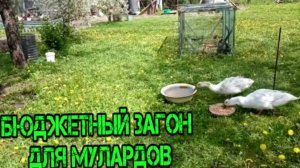 БЮДЖЕТНЫЙ ЗАГОН ДЛЯ МУЛАРДОВ