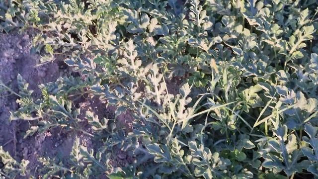 8 июля поле 2. Кримсон Руби и Топ Ган. Полив. смотреть онлайн