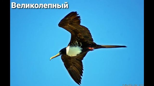 Птица фрегат (разновидности) ? смотреть онлайн