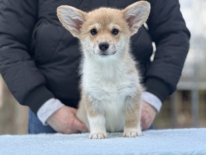 Девочка 2 Нью Тандем А... FURRY LOAF APOLLO THE MUSICIAN x ANDVOL LAMBADA