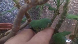 Пеларгония в декабре. Черенковать или нет?