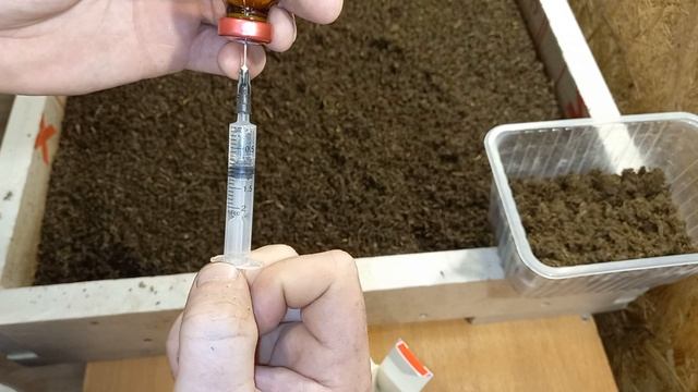 ОПЫТ! Влияние глистогонных препаратов на дождевых червей смотреть онлайн